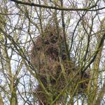 nest aan de Pinksterbloem, februart 2015